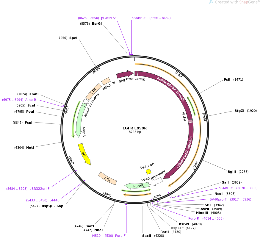 EGFR L858R质粒图谱